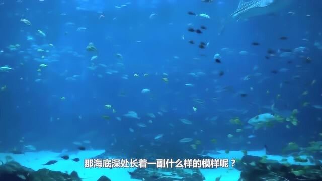 大海有多深?海底深处什么模样?看完才知道