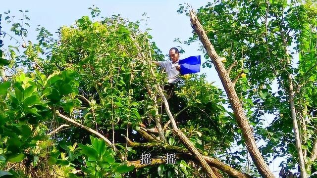 这棵梨树种植了20多年,长得很高大,果子真多,一起来去看看吧