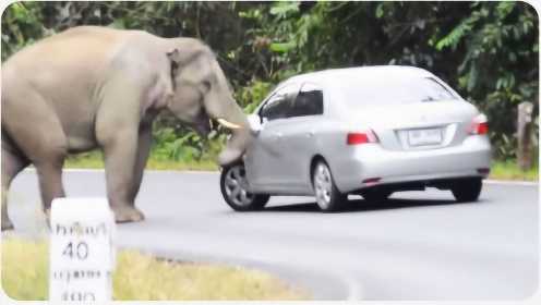 大象发怒太可怕了，车子都被压扁了，镜头记录司机绝望一瞬间