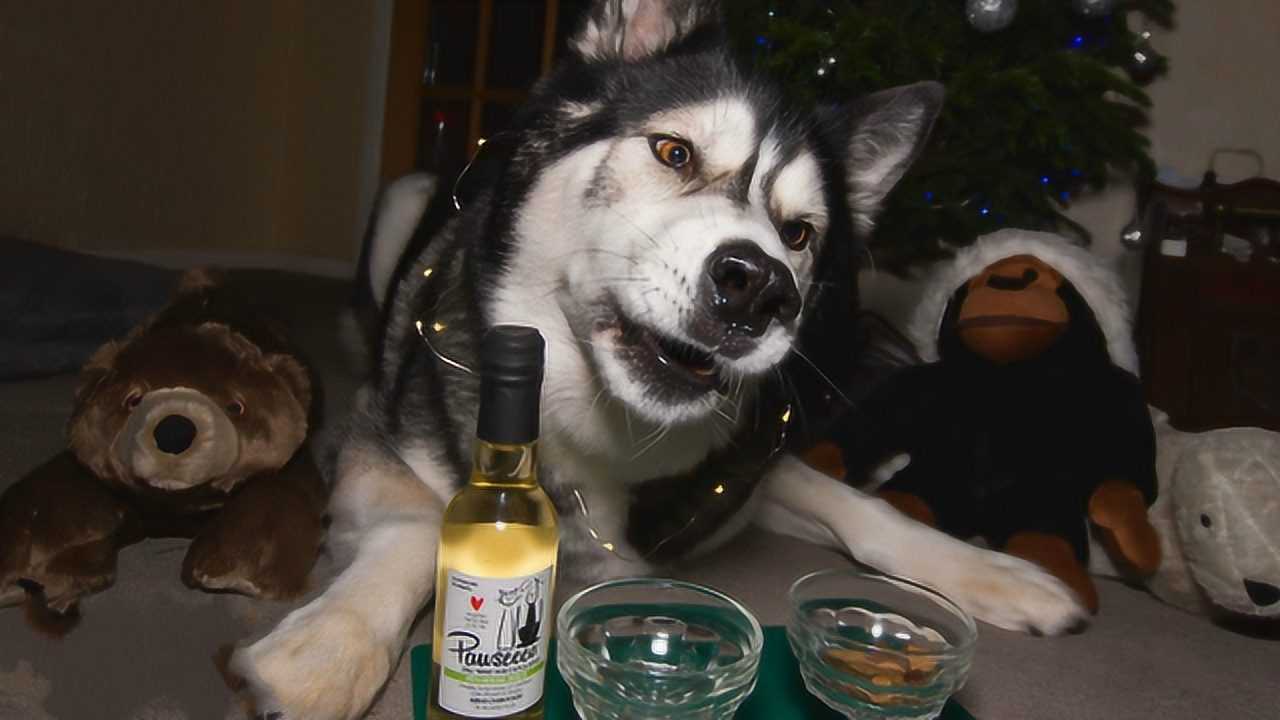 狗狗喝酒搞笑图片图片