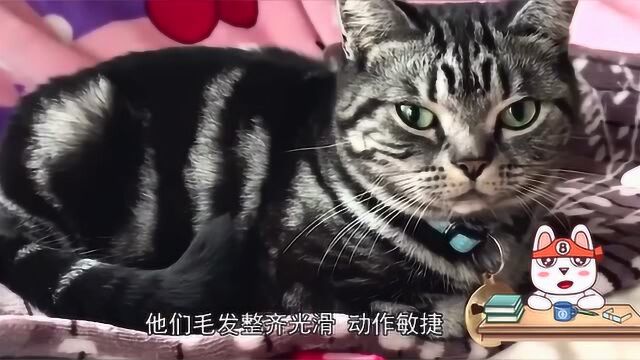 你知道猫的品种有多少吗