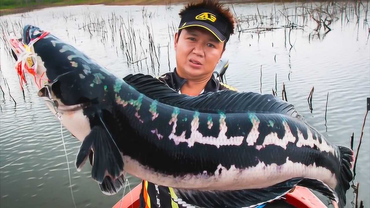 泰国小哥在一处布满树枝的水塘居然钓到一条十斤多的黑鱼