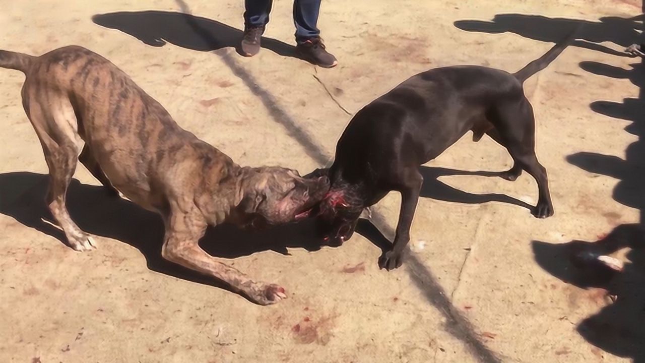 比特犬被打的站不稳了还咬着不放,完美诠释什么是"比特精神"!