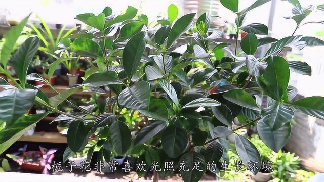 栀子花总掉苞?别忽视这“2步”,稳固花苞不掉落