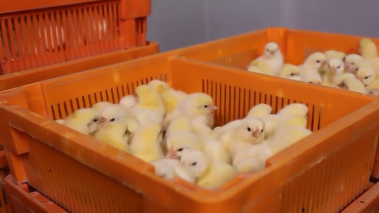 小鸡到底是怎么孵化出来的？看完整个过程，简直不要太治愈_高清