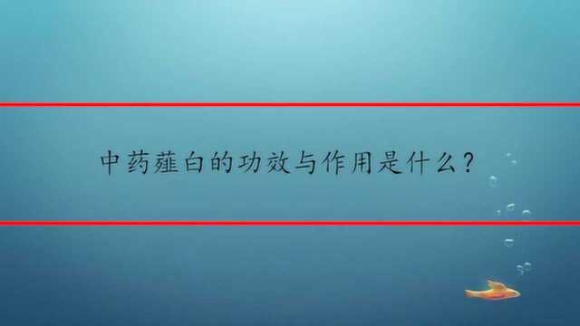 中药薤白的功效与作用是什么?