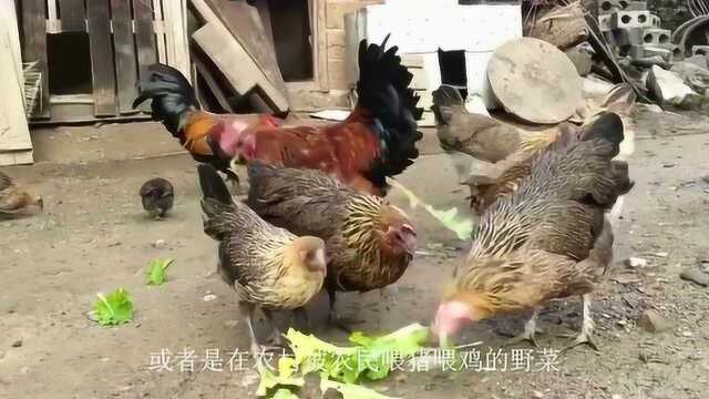 9月这野味熟了,以前是“宫廷御宴”,如今成家常菜涮火锅绝了