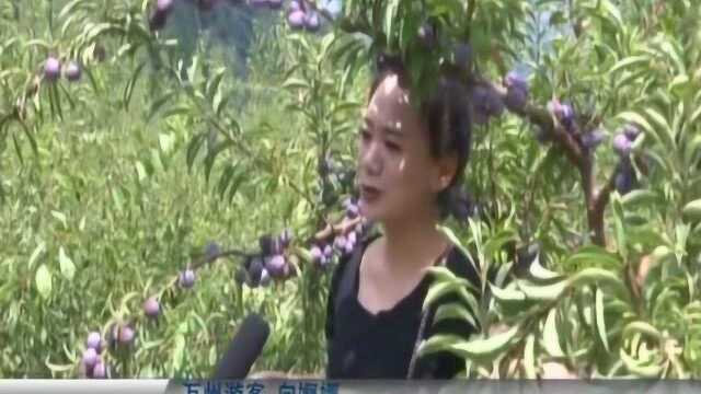 利川花果村举办首届脆红李采摘节