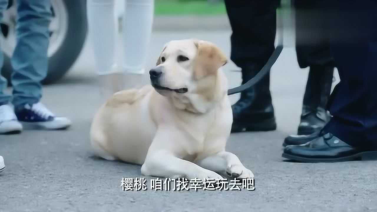 警花与警犬樱桃闹脾气不回家杜冷面帮忙竟想出这主意