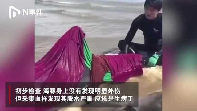 山东威海一幼年海豚浮出海面:系生病,输液后被带回救助中心