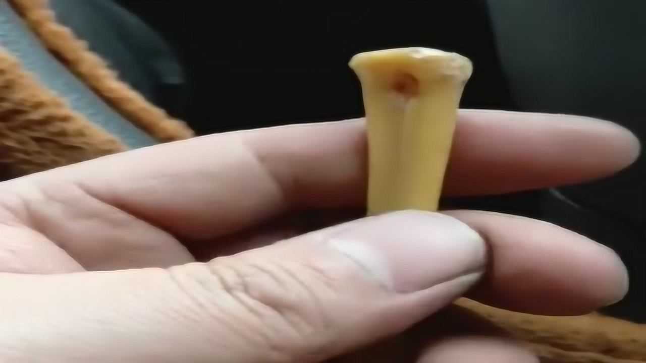 盘天盘地盘鸡爪文玩!看我这条顺,值多少钱啊?