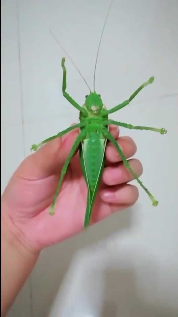 这只蝈蝈的颜色好翠绿,感觉比翡翠还要绿,太美了!