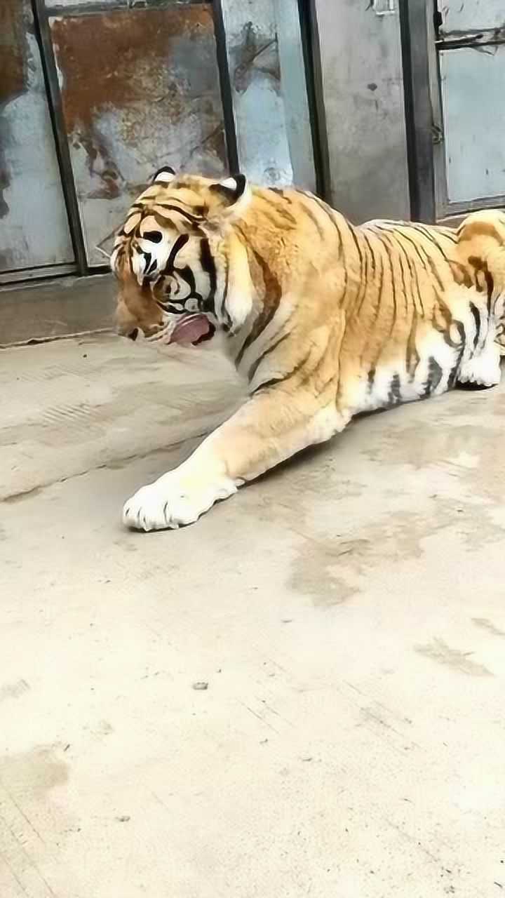 老虎这是洗脸呢吗!