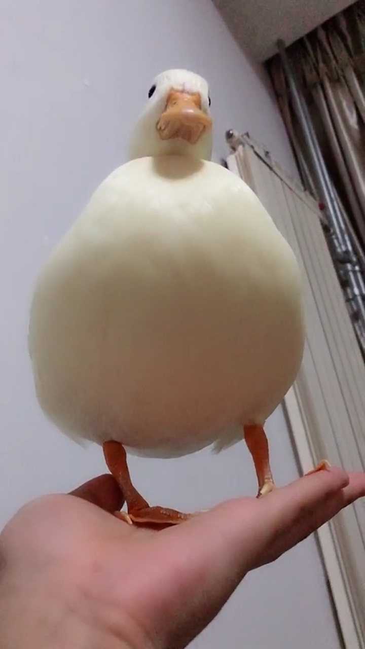 没想到鸭子开心的时候也会摇尾巴