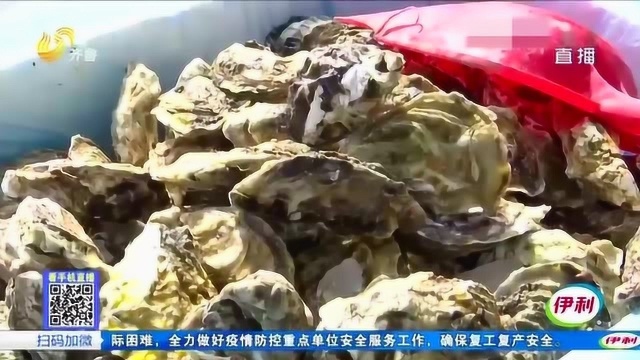 发现商机 她毅然回乡创业 把乳山牡蛎销往全国 当地渔民收入翻番