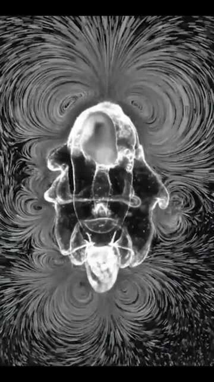 数百万年的进化让海星的幼虫比人类更早的掌握流体力学