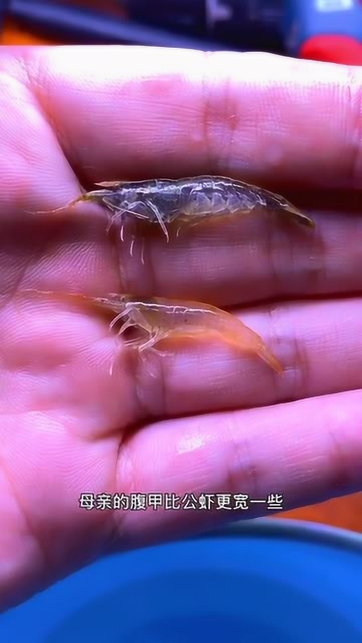 黑壳虾如何分公母图片