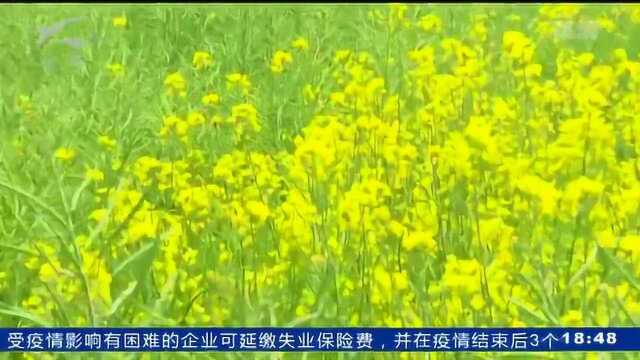 金色螳螂川看美景 足不出户享春光