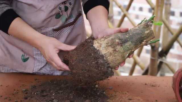 发财树别看它壮实,实则根系很“脆弱”,得小心“呵护”