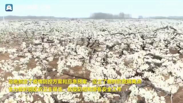 万亩梨花绽放!冠县第十五届梨园文化观光周开幕