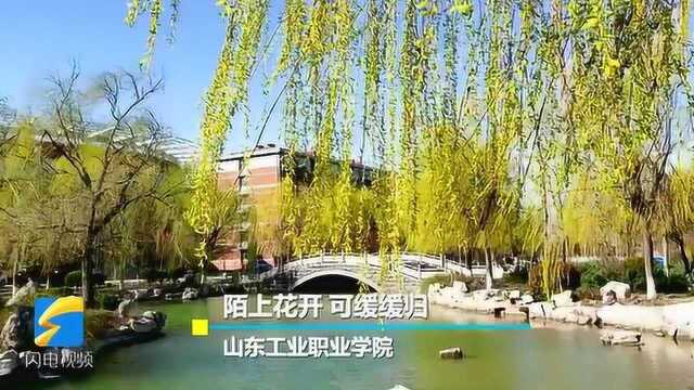 陌上花开 可缓缓归!生机勃勃 山东工业职业学院的花都开好了