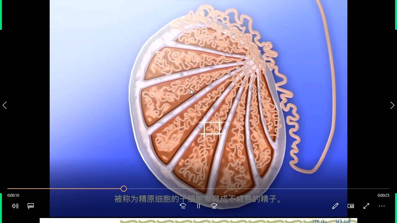 人体解剖学-生殖系统_高清