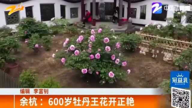 独领风骚!余杭:600岁牡丹王花开正艳 显得雍容大气