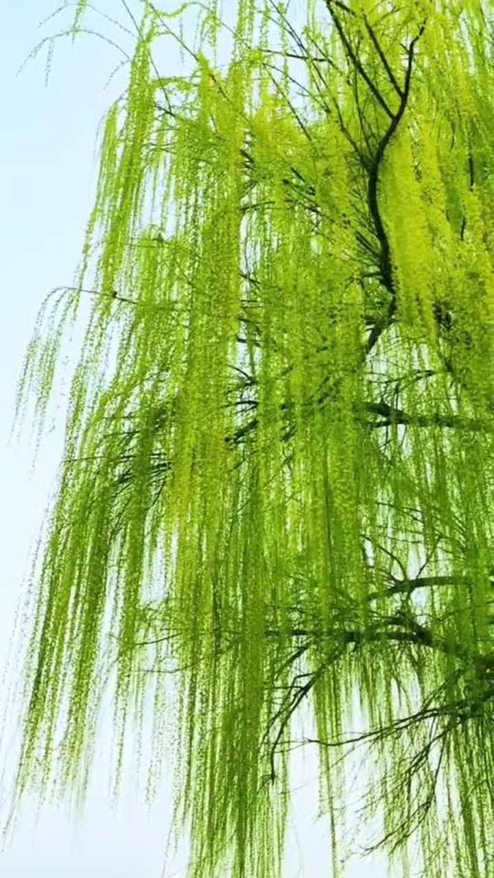 两个黄鹂鸣翠柳正在拍垂柳两只鸟儿飞上枝头