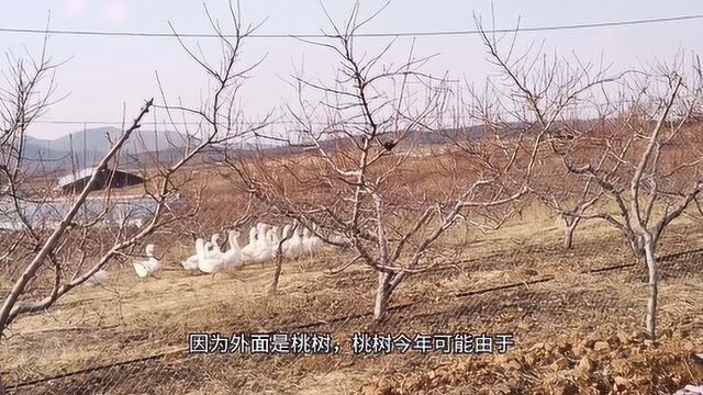 北纬39.2黄金纬度线大连,瓦房店陆地樱桃春忙开始了,园内鸡鹅自由散漫