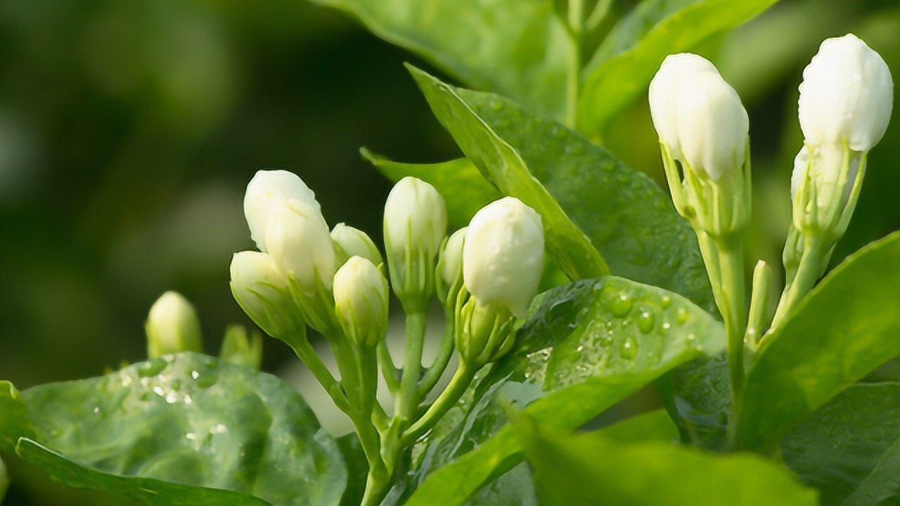 茉莉花長出這種花苞要及時掐掉後期開花才滿盆爆