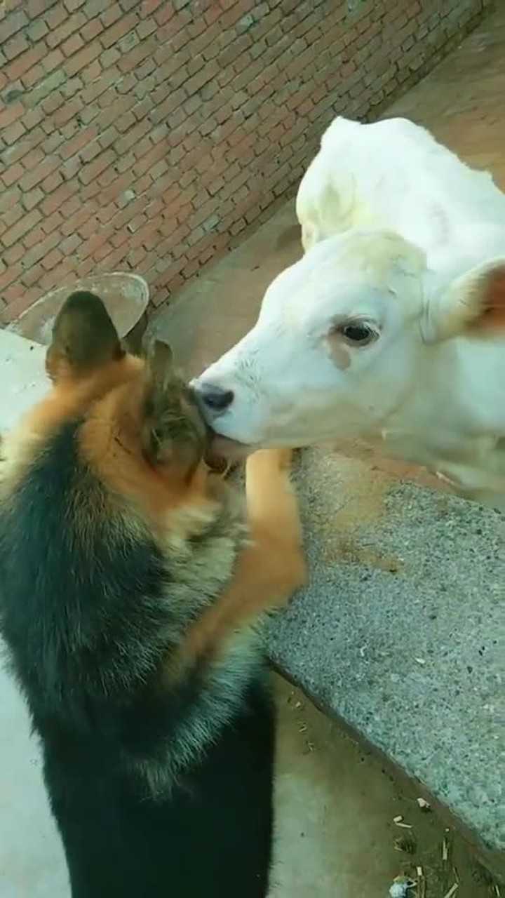 羊爱上狗相亲相爱一家人, 亲一亲舔一舔