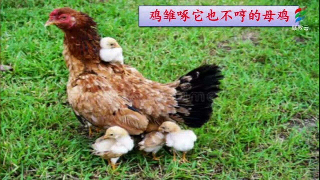 部编版四年级下册语文母鸡第二课时