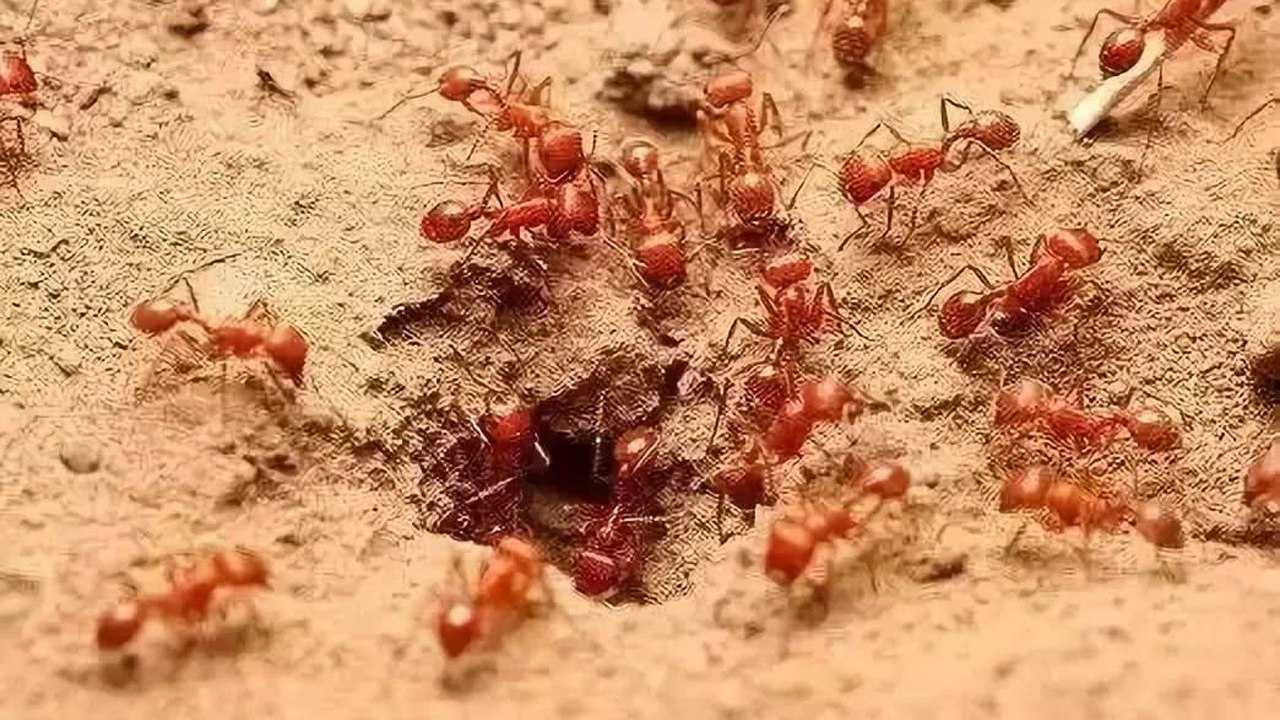 红蚁对战黑蚁 red ants vs black ants