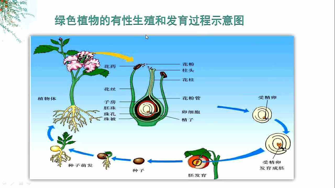 第二節 植物的有性生殖