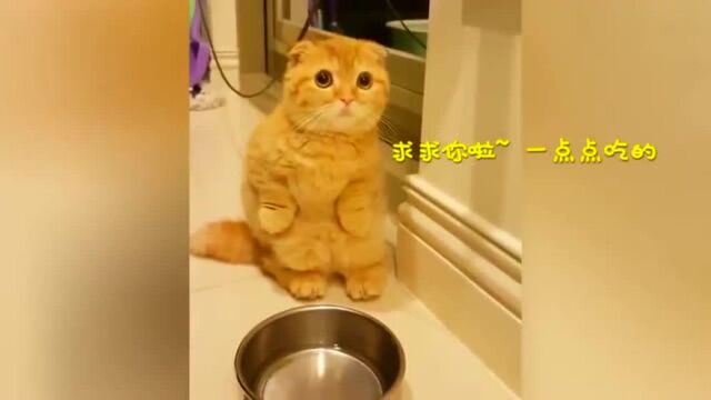 小猫咪求投食, 表情好无辜