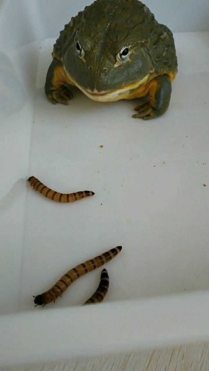 这青蛙的舌头真灵活,比筷子还好使,太厉害了