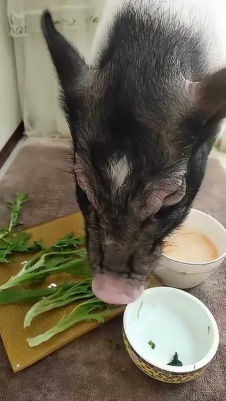精致猪猪吃饭,一个动作暴露一切