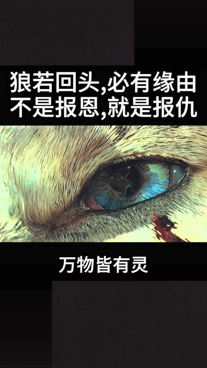 狼若回头必有缘由