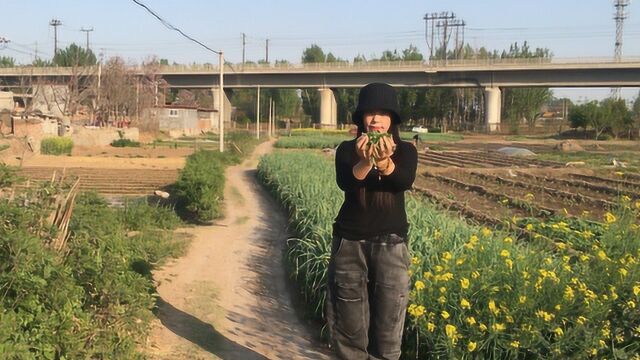 农村常见的野生枸杞,补血养肝浑身是宝,虽是美味这类人却吃不得