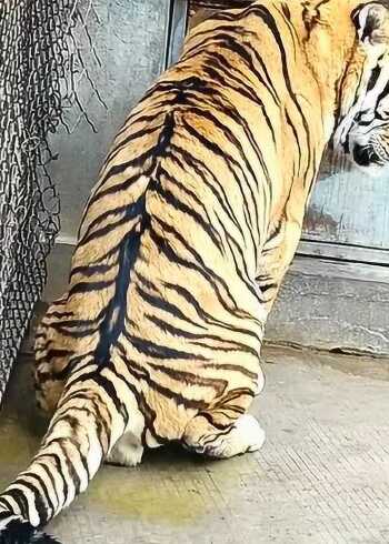 老虎撒尿,看看什么是虎背熊腰!