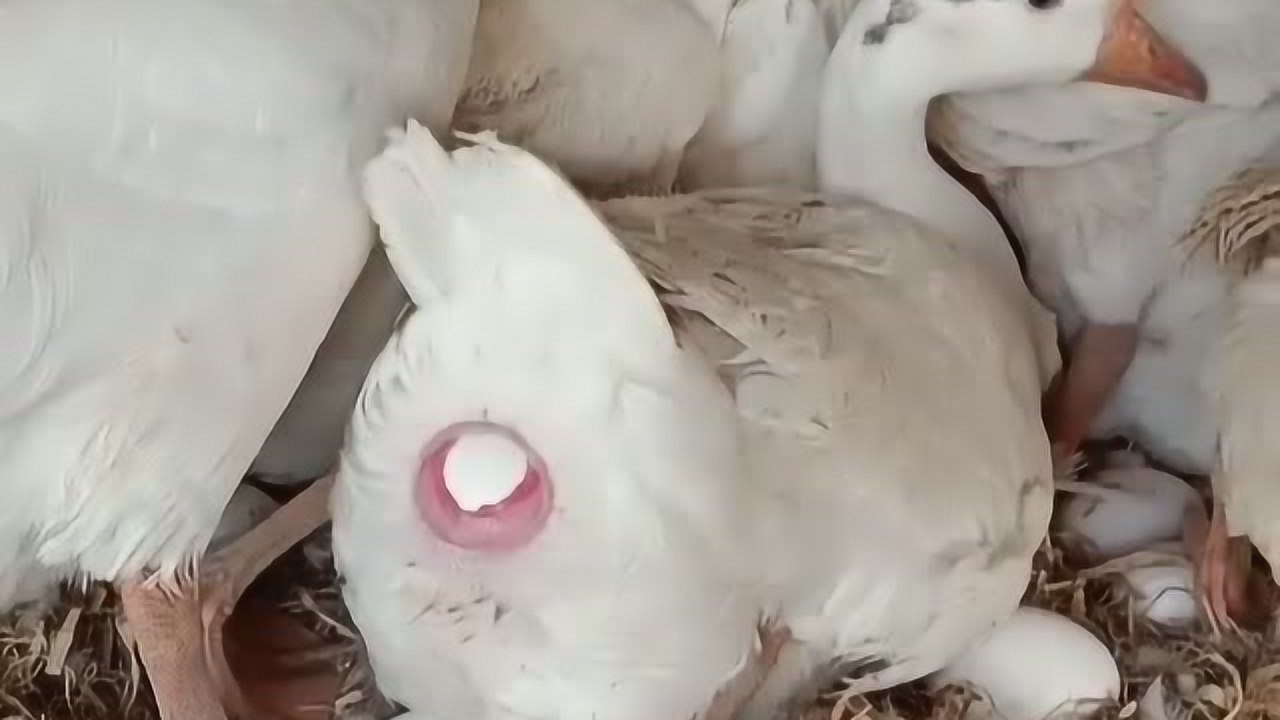 你见过天鹅下蛋吗这得是多大的疼痛才能生出来一个