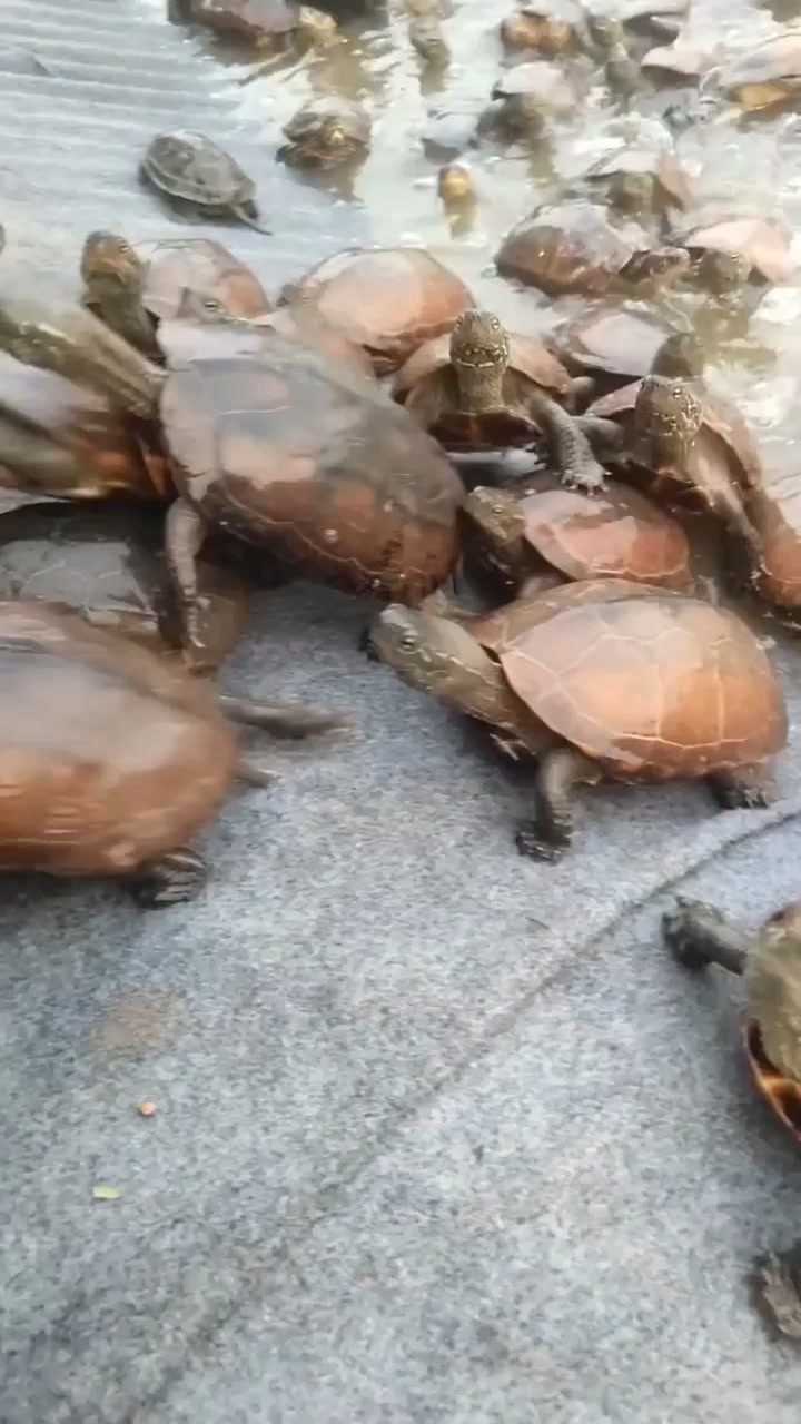 餵食時間到了,小烏龜們都很著急_騰訊視頻