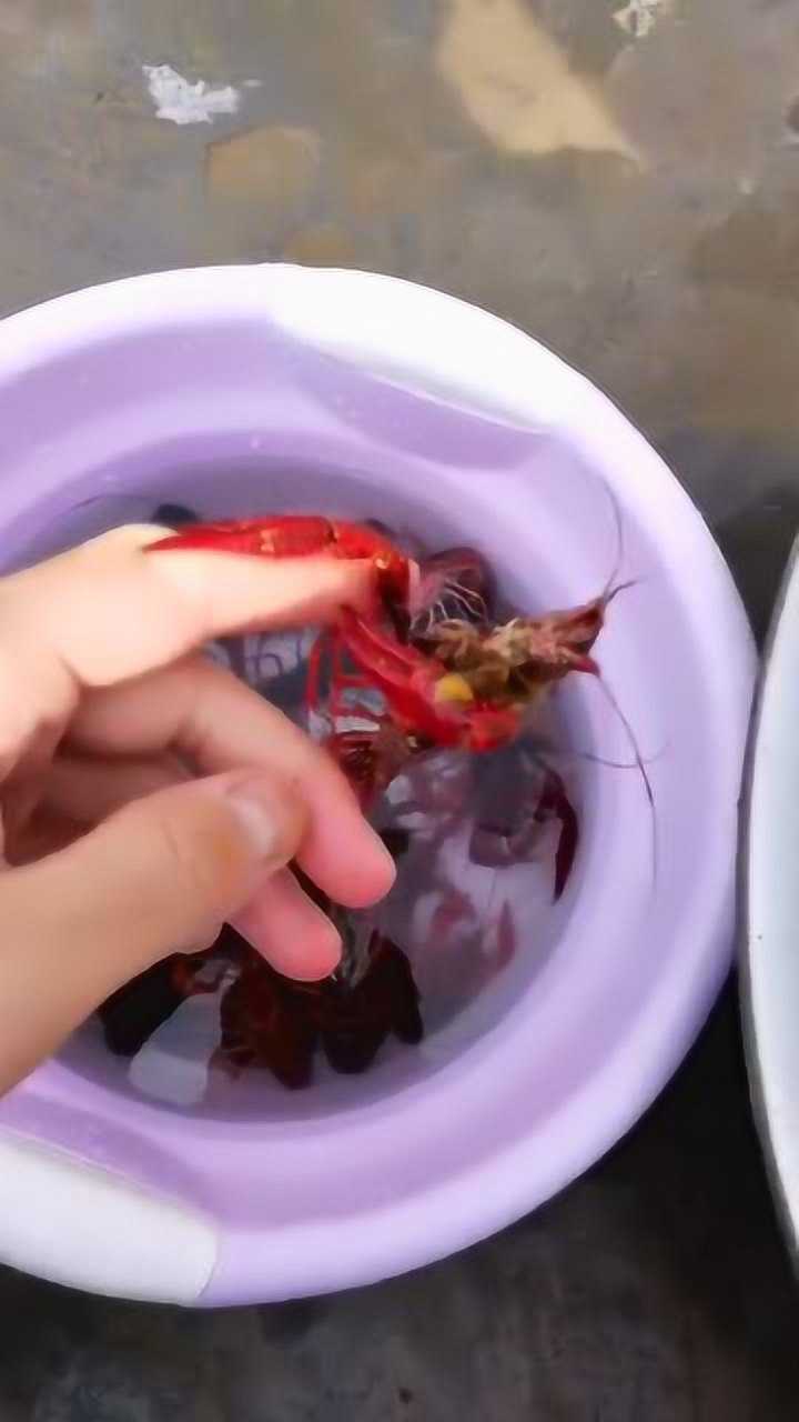 被龙虾夹住的手,变得无处安放,看着都疼啊!