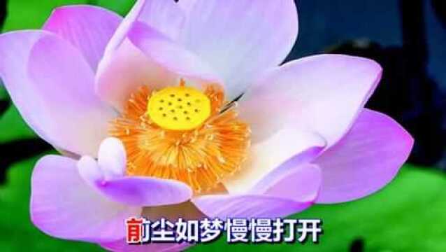 一首好听的情歌《金华莲花开》