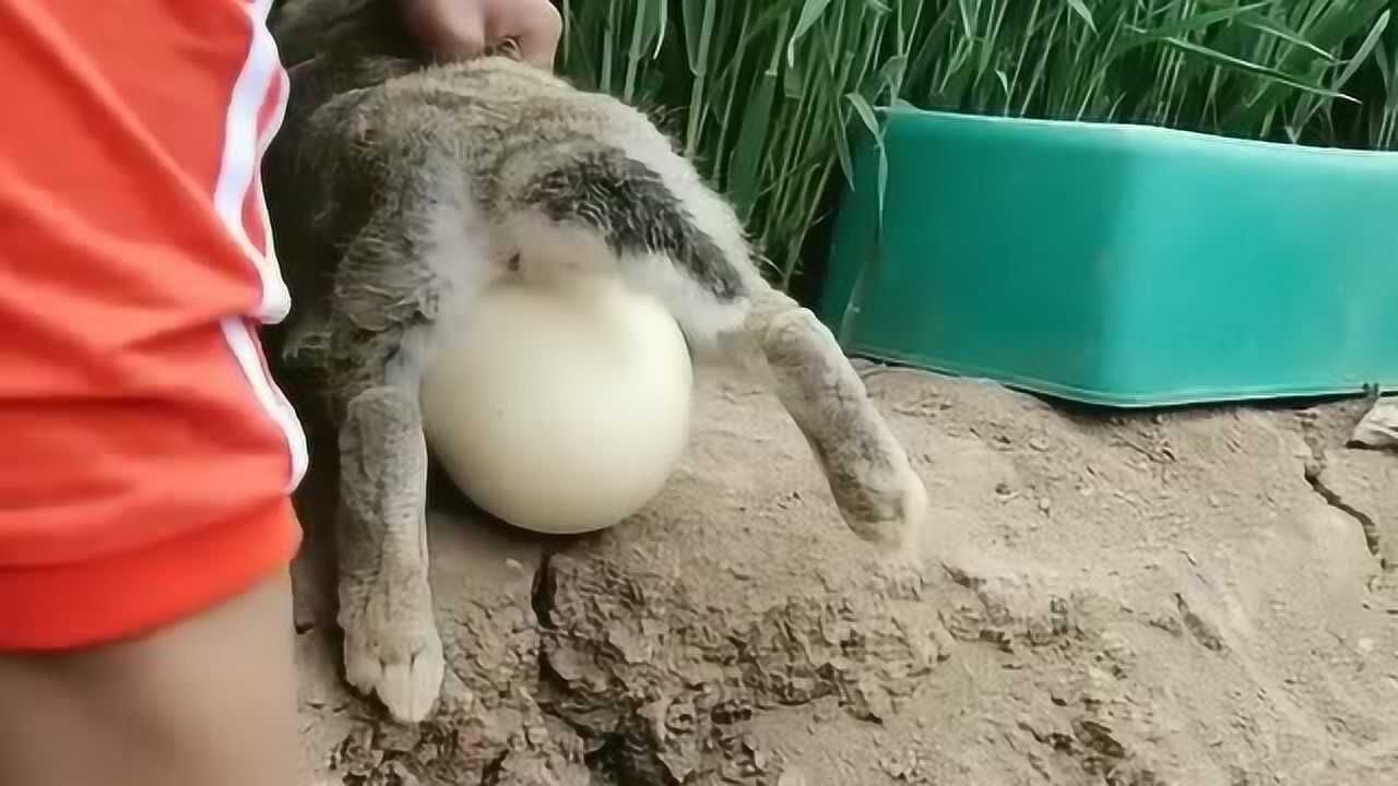 母兔子居然会下蛋,这是生病了还是在生宝宝吗,表示看不懂!