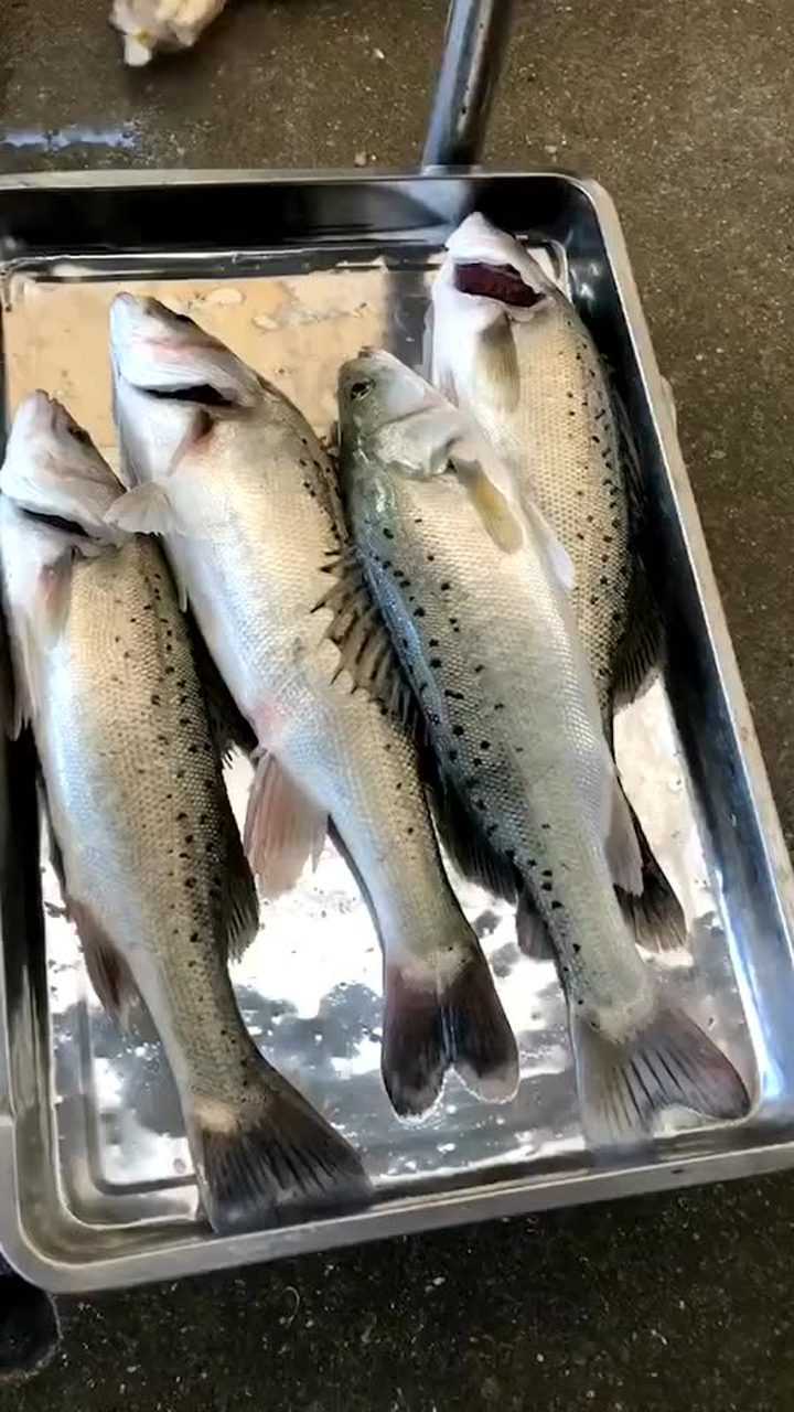 野生七星鲈鱼是术后伤口恢复公认的好鱼