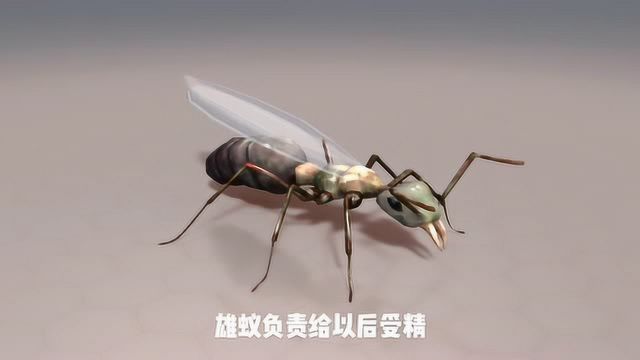 生物篇 科普3D动画 还原南方木蚁 一个蚁群包括蚁后雄蚁和工蚁