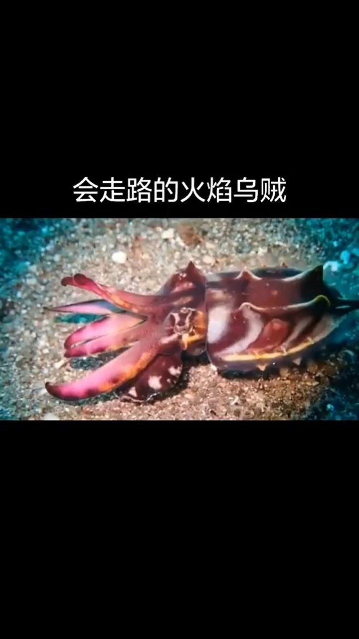 火焰乌贼是唯一一种有毒的乌贼它的毒性可媲美蓝环章鱼这也是它为什么