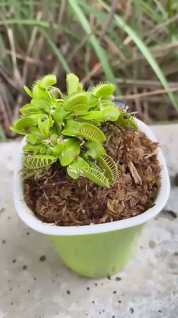 同款食蚊草又称食人花,只要送到它嘴边,都是来者不拒!