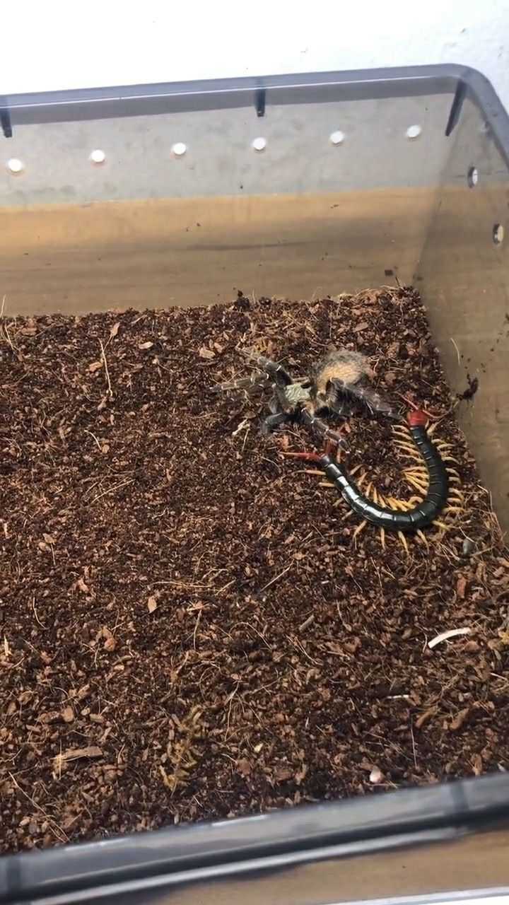 你们想看的蜘蛛和蜈蚣大战就一次机会买定离手